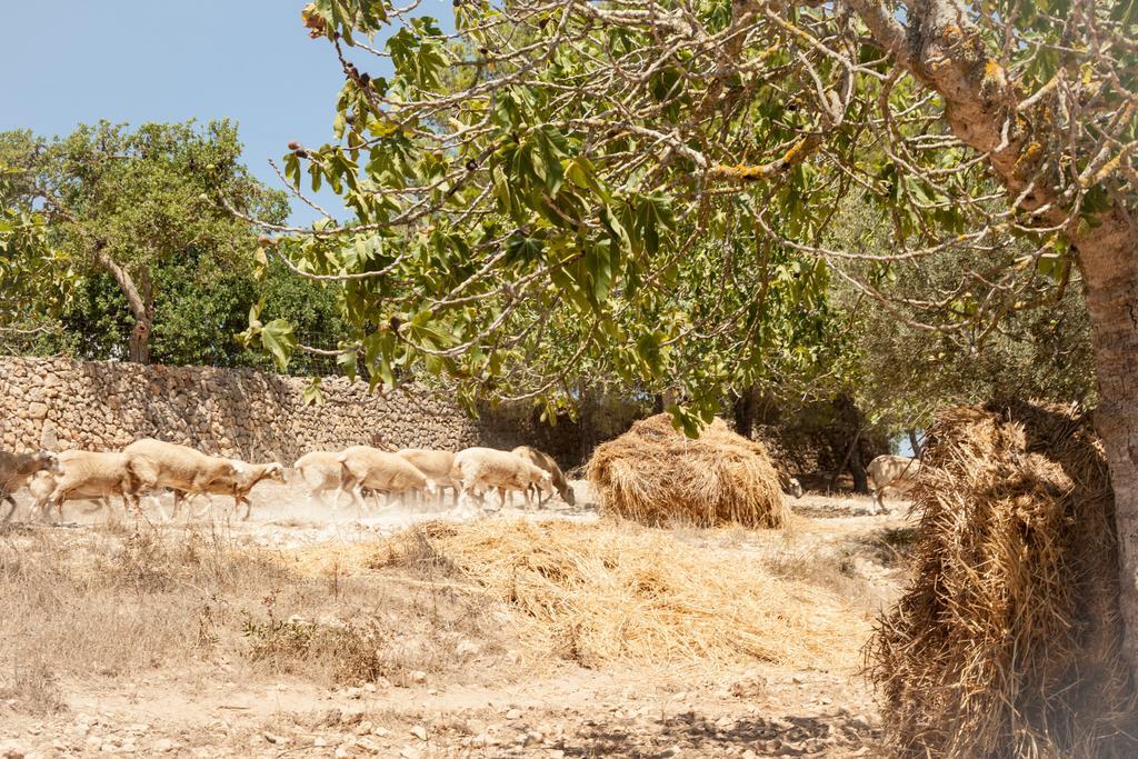 לןקמאג'ור Agroturisme Perola - Only Adults מראה חיצוני תמונה