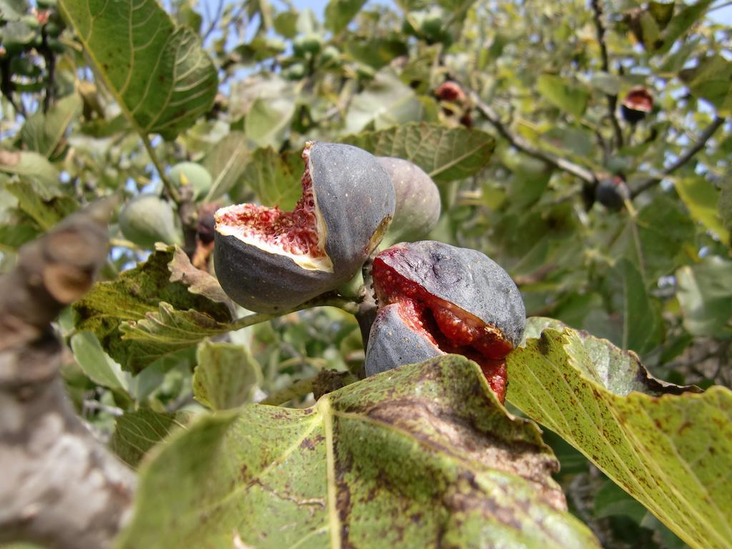 לןקמאג'ור Agroturisme Perola - Only Adults מראה חיצוני תמונה